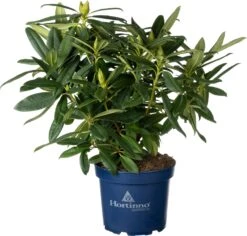 Rhododendron (Rhododendron 'Red Devil') D 23 H 65 Cm