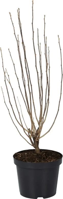 Chinese Roos (Hibiscus Syriacus 'Ardens') D 27 H 60 Cm