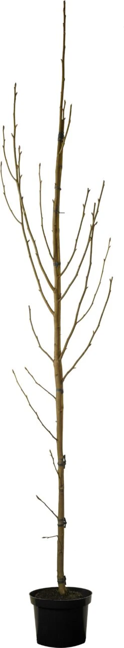 Amberboom (Liquidambar Styraciflua 'Worplesdon') D 32 H 175 Cm