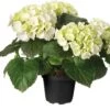 Hortensia (Hydrangea Macrophylla 'Snow White') D 30 H 80 Cm -PlantenPuur Verkoopwinkel 8717263527176 1