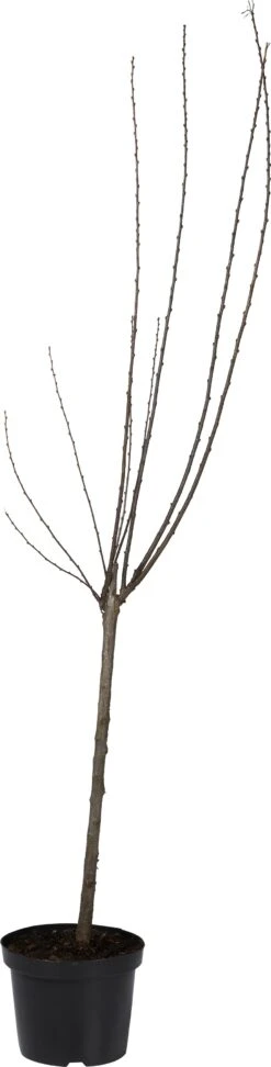 Amandelboompje (Prunus Triloba ) D 27 H 60 Cm