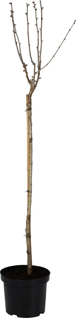 Japanse Sierkers Op Stam (Prunus Nipponica 'Ruby') D 27 H 90 Cm