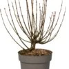 Dwergsering (Syringa Meyeri 'Palibin') D 28 H 40 Cm -PlantenPuur Verkoopwinkel 8717263527930 0