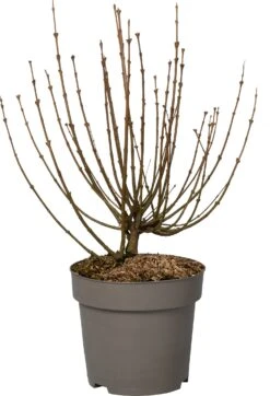Dwergsering (Syringa Meyeri 'Palibin') D 28 H 40 Cm