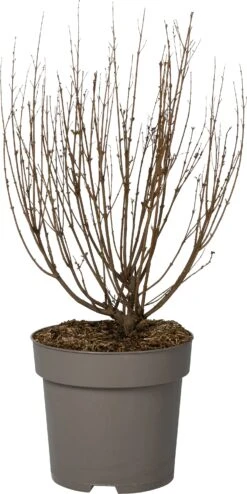 Sering (Syringa Bloomerang® 'Pink Perfume') D 28 H 40 Cm