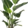 Paradijsvogelplant (Strelitzia Nicolai) D 40 H 170 Cm -PlantenPuur Verkoopwinkel 8717263535294