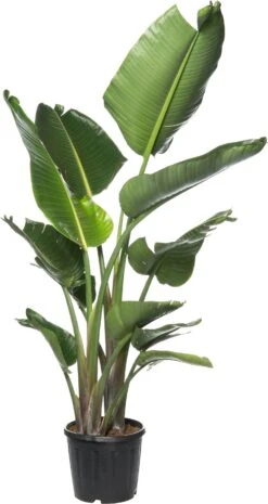Paradijsvogelplant (Strelitzia Nicolai) D 40 H 170 Cm