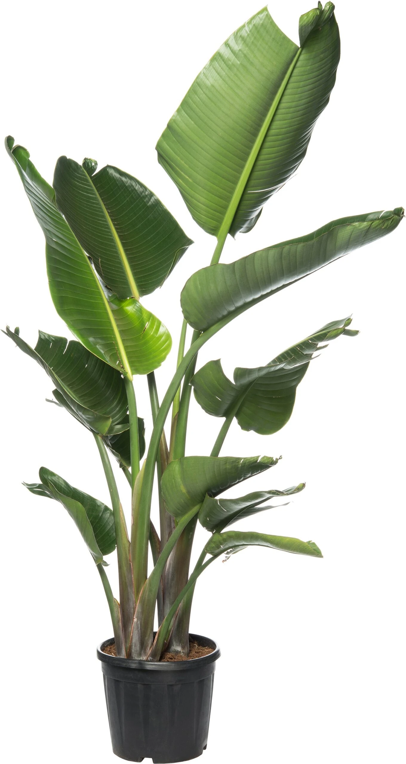 Paradijsvogelplant (Strelitzia Nicolai) D 40 H 170 Cm 3 Paradijsvogelplant (Strelitzia Nicolai) D 40 H 170 Cm