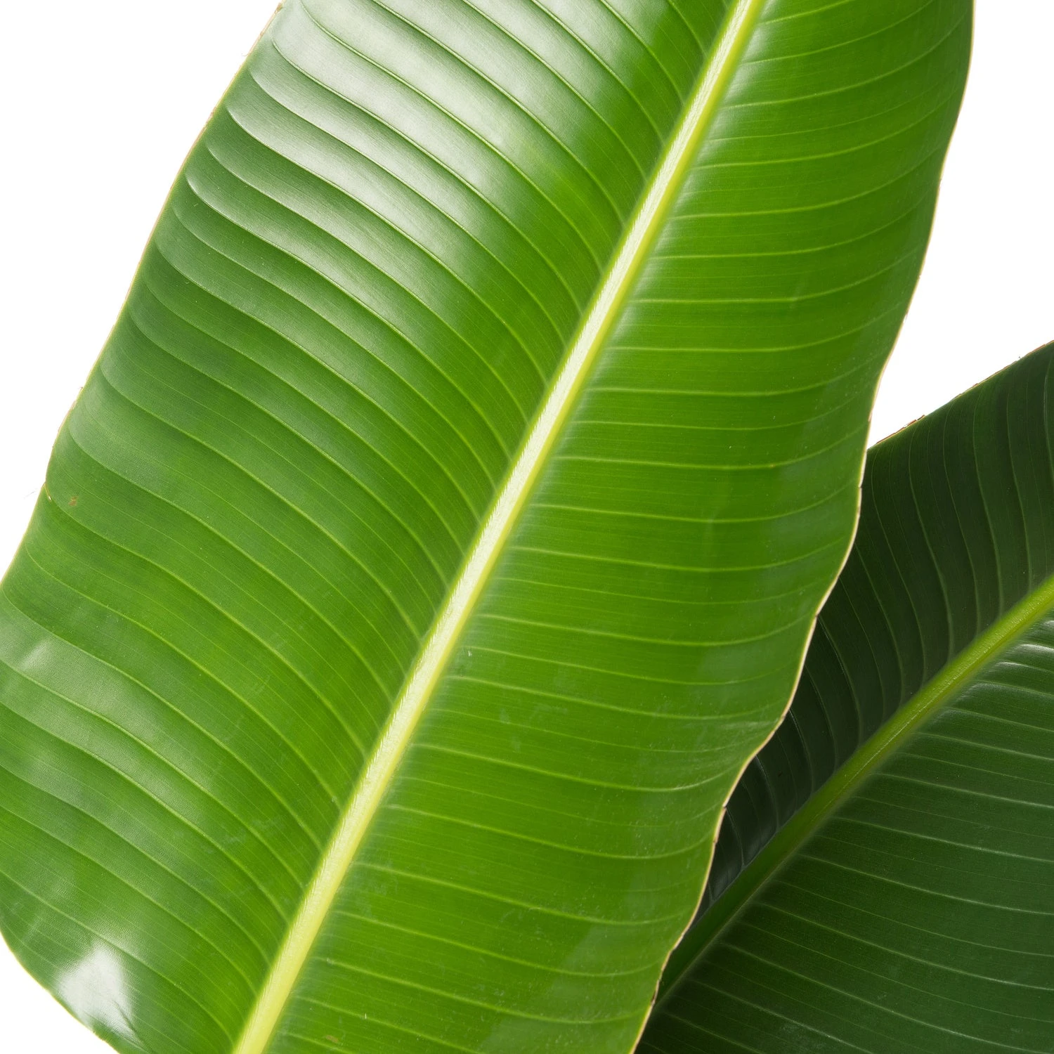 Paradijsvogelplant (Strelitzia Nicolai) D 40 H 170 Cm 4 Paradijsvogelplant (Strelitzia Nicolai) D 40 H 170 Cm - Afbeelding 2