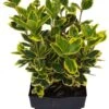 Kardinaalsmuts (Euonymus Japonicus 'Bravo') D 30 H 120 Cm 2 Kardinaalsmuts (Euonymus Japonicus 'Bravo') D 30 H 120 Cm -PlantenPuur Verkoopwinkel 8717263538967 0