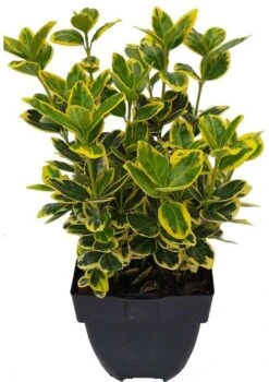 Kardinaalsmuts (Euonymus Japonicus 'Bravo') D 30 H 120 Cm