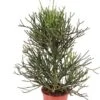 Potloodplant (Euphorbia Tirucalli) D 24 H 100 Cm