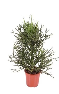 Potloodplant (Euphorbia Tirucalli) D 24 H 100 Cm