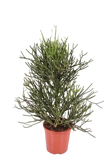 Potloodplant (Euphorbia Tirucalli) D 24 H 100 Cm 2 Potloodplant (Euphorbia Tirucalli) D 24 H 100 Cm