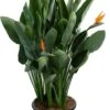 Paradijsvogelbloem (Strelitzia Reginae) D 40 H 150 Cm -PlantenPuur Verkoopwinkel 8717263543268