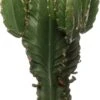 Cowboycactus (Euphorbia Ingens) D 27 H 70 Cm 1 Cowboycactus (Euphorbia Ingens) D 27 H 70 Cm -PlantenPuur Verkoopwinkel 8717263543510