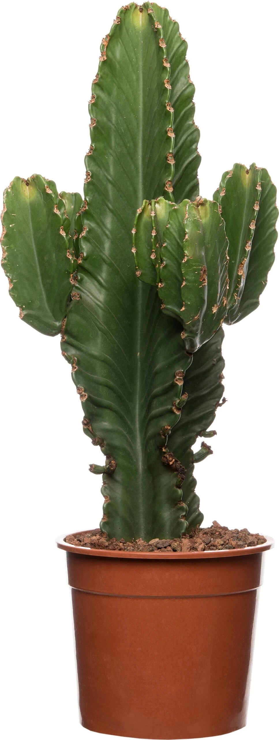 Cowboycactus (Euphorbia Ingens) D 27 H 70 Cm 3 Cowboycactus (Euphorbia Ingens) D 27 H 70 Cm