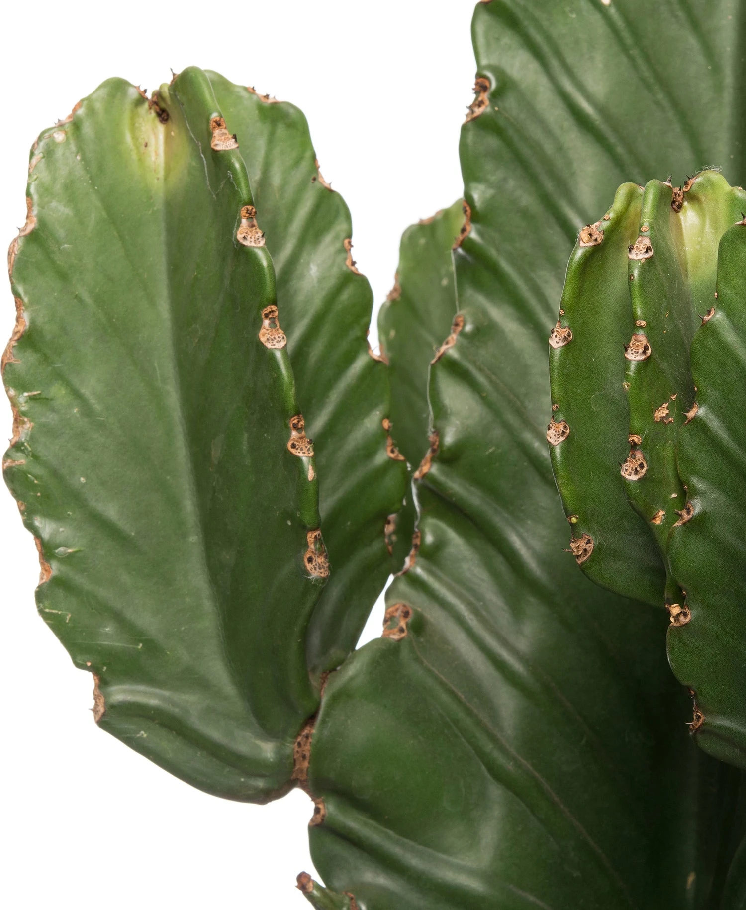 Cowboycactus (Euphorbia Ingens) D 27 H 70 Cm 4 Cowboycactus (Euphorbia Ingens) D 27 H 70 Cm - Afbeelding 2