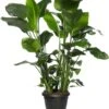 Paradijsvogelplant (Strelitzia Nicolai) D 35 H 150 Cm -PlantenPuur Verkoopwinkel 8717263544609
