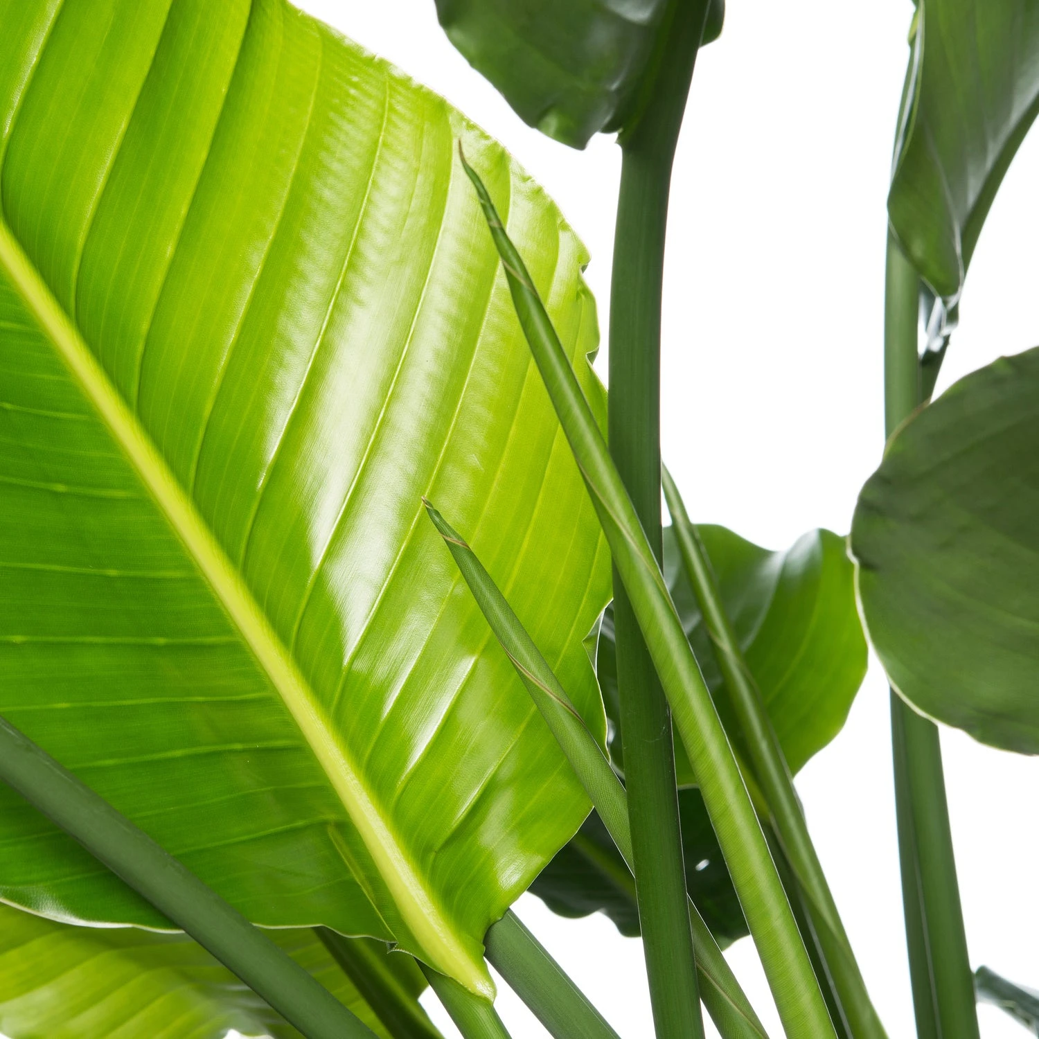 Paradijsvogelplant (Strelitzia Nicolai) D 35 H 150 Cm 4 Paradijsvogelplant (Strelitzia Nicolai) D 35 H 150 Cm - Afbeelding 2