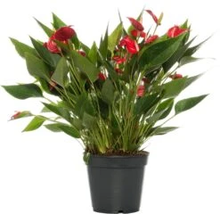 Flamingoplant (Anthurium Andraeanum 'Million Flowers') D 17 H 50 Cm