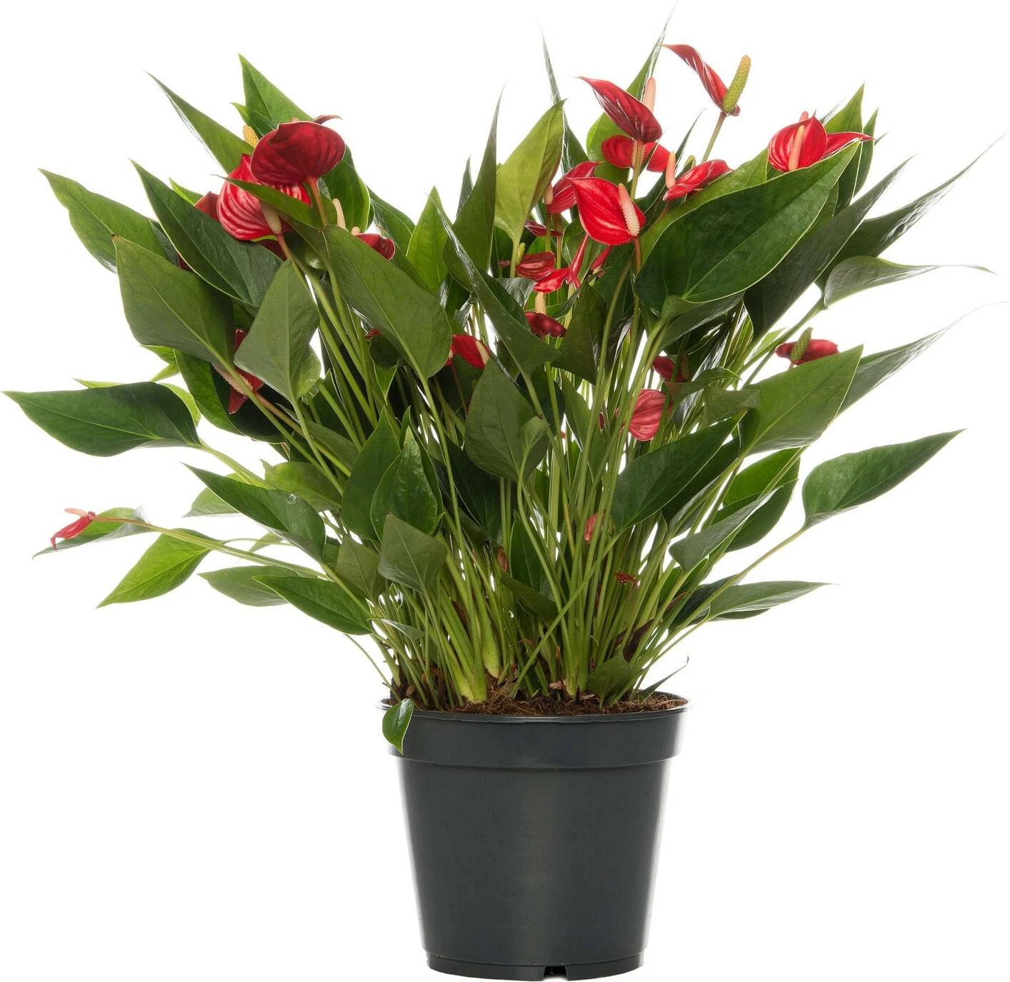 Flamingoplant (Anthurium Andraeanum 'Million Flowers') D 17 H 50 Cm 4 Flamingoplant (Anthurium Andraeanum 'Million Flowers') D 17 H 50 Cm - Afbeelding 2