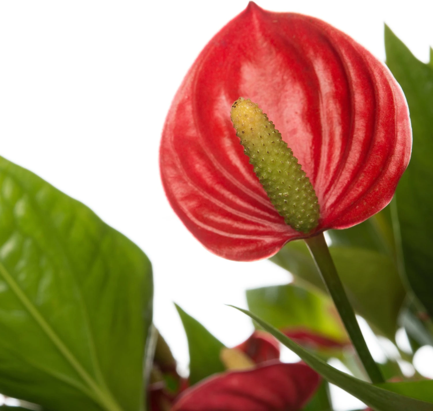 Flamingoplant (Anthurium Andraeanum 'Million Flowers') D 17 H 50 Cm 5 Flamingoplant (Anthurium Andraeanum 'Million Flowers') D 17 H 50 Cm - Afbeelding 3
