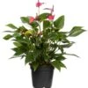 Flamingoplant (Anthurium Andrianum 'Karma Purple') D 17 H 50 Cm -PlantenPuur Verkoopwinkel 8717263546290