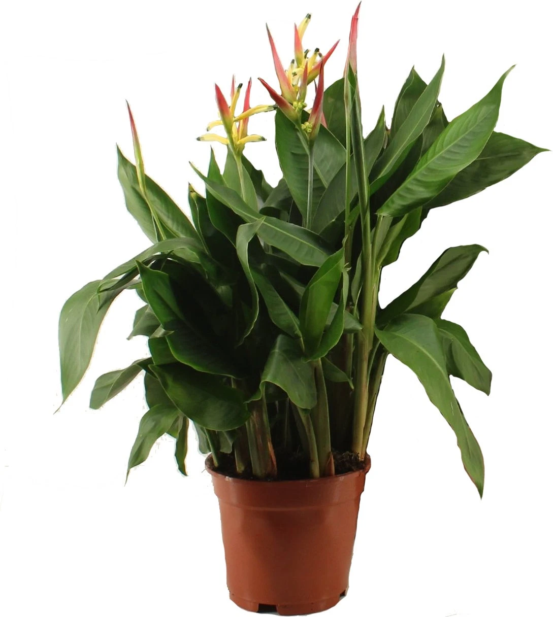 Heliconia (Heliconia 'Hawaii') D 17 H 80 Cm 3 Heliconia (Heliconia 'Hawaii') D 17 H 80 Cm