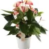 Flamingoplant (Anthurium Andraeanum 'Mystique') D 17 H 55 Cm -PlantenPuur Verkoopwinkel 8717263547419