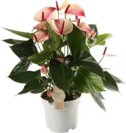 Flamingoplant (Anthurium Andraeanum 'Mystique') D 17 H 55 Cm