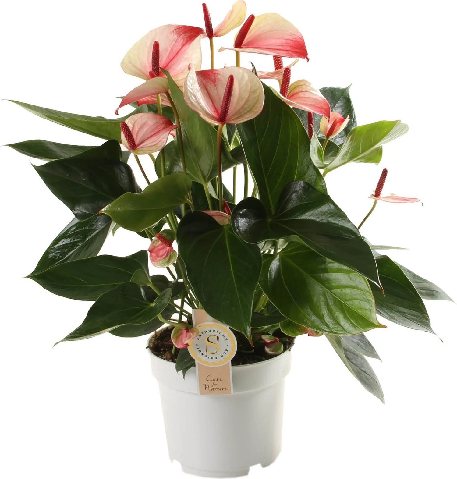 Flamingoplant (Anthurium Andraeanum 'Mystique') D 17 H 55 Cm 3 Flamingoplant (Anthurium Andraeanum 'Mystique') D 17 H 55 Cm