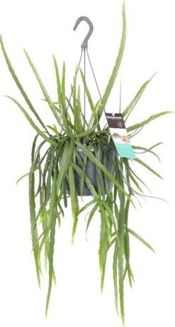 Bladcactus (Lepismium Bolivianum) D 17 H 40 Cm