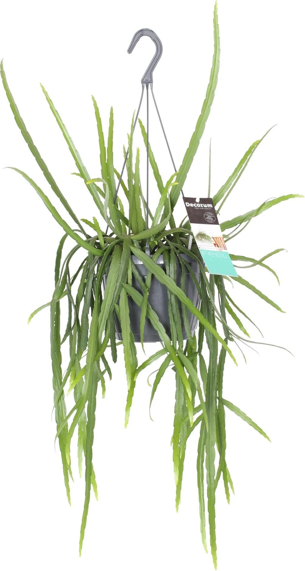 Bladcactus (Lepismium Bolivianum) D 17 H 40 Cm 2 Bladcactus (Lepismium Bolivianum) D 17 H 40 Cm