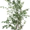 Witte Himalaya Berk (Betula Utilis 'Jacquemontii') D 32 H 200 Cm 1 Witte Himalaya Berk (Betula Utilis 'Jacquemontii') D 32 H 200 Cm -PlantenPuur Verkoopwinkel 8717263554158 1