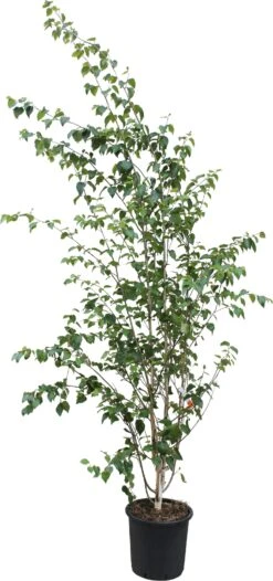 Witte Himalaya Berk (Betula Utilis 'Jacquemontii') D 32 H 200 Cm