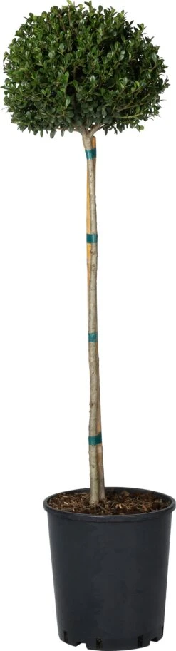 Japanse Hulst Op Stam (Ilex Crenata 'Dark Green') D 34 H 180 Cm