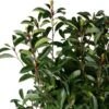 Glansmispel (Photinia Fraseri 'Red Robin') D 35 H 160 Cm -PlantenPuur Verkoopwinkel 8717263557746 0