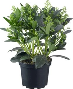 Skimmia (Skimmia Japonica 'Pabella') D 15 H 40 Cm