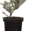 Zilverspar (Abies Koreana 'Silberlocke') D 19 H 40 Cm