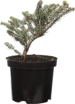 Zilverspar (Abies Koreana 'Silberlocke') D 19 H 40 Cm