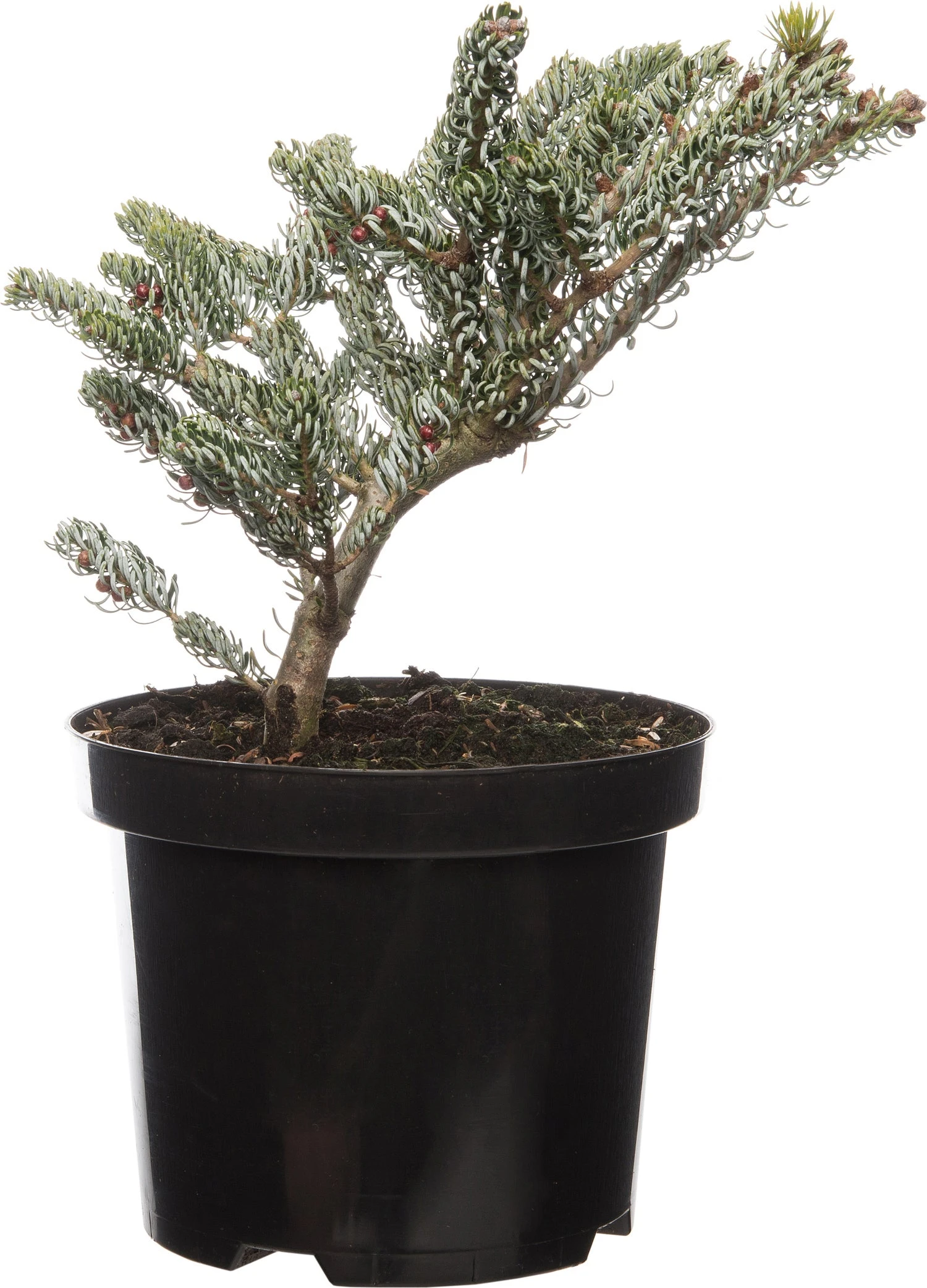 Zilverspar (Abies Koreana 'Silberlocke') D 19 H 40 Cm 3 Zilverspar (Abies Koreana 'Silberlocke') D 19 H 40 Cm