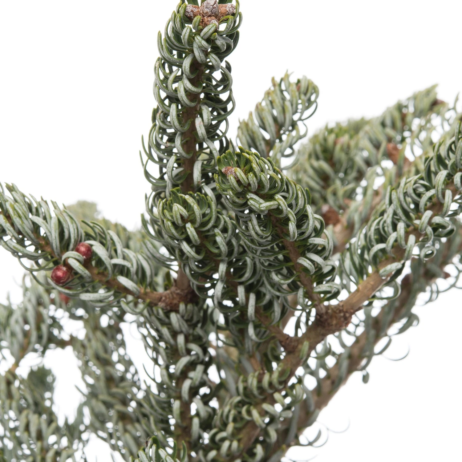 Zilverspar (Abies Koreana 'Silberlocke') D 19 H 40 Cm 4 Zilverspar (Abies Koreana 'Silberlocke') D 19 H 40 Cm - Afbeelding 2