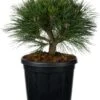 Zwarte Den (Pinus Nigra 'Brepo') D 26 H 25 Cm