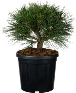 Zwarte Den (Pinus Nigra 'Brepo') D 26 H 25 Cm