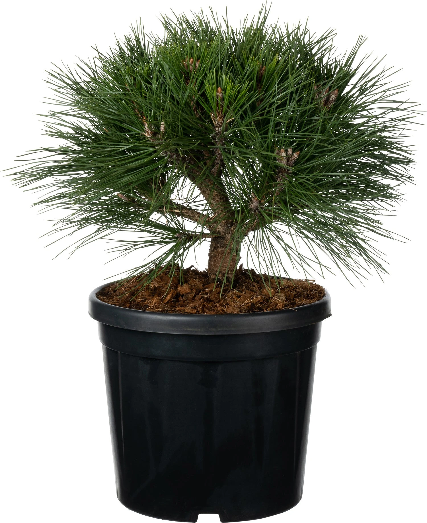Zwarte Den (Pinus Nigra 'Brepo') D 26 H 25 Cm 3 Zwarte Den (Pinus Nigra 'Brepo') D 26 H 25 Cm