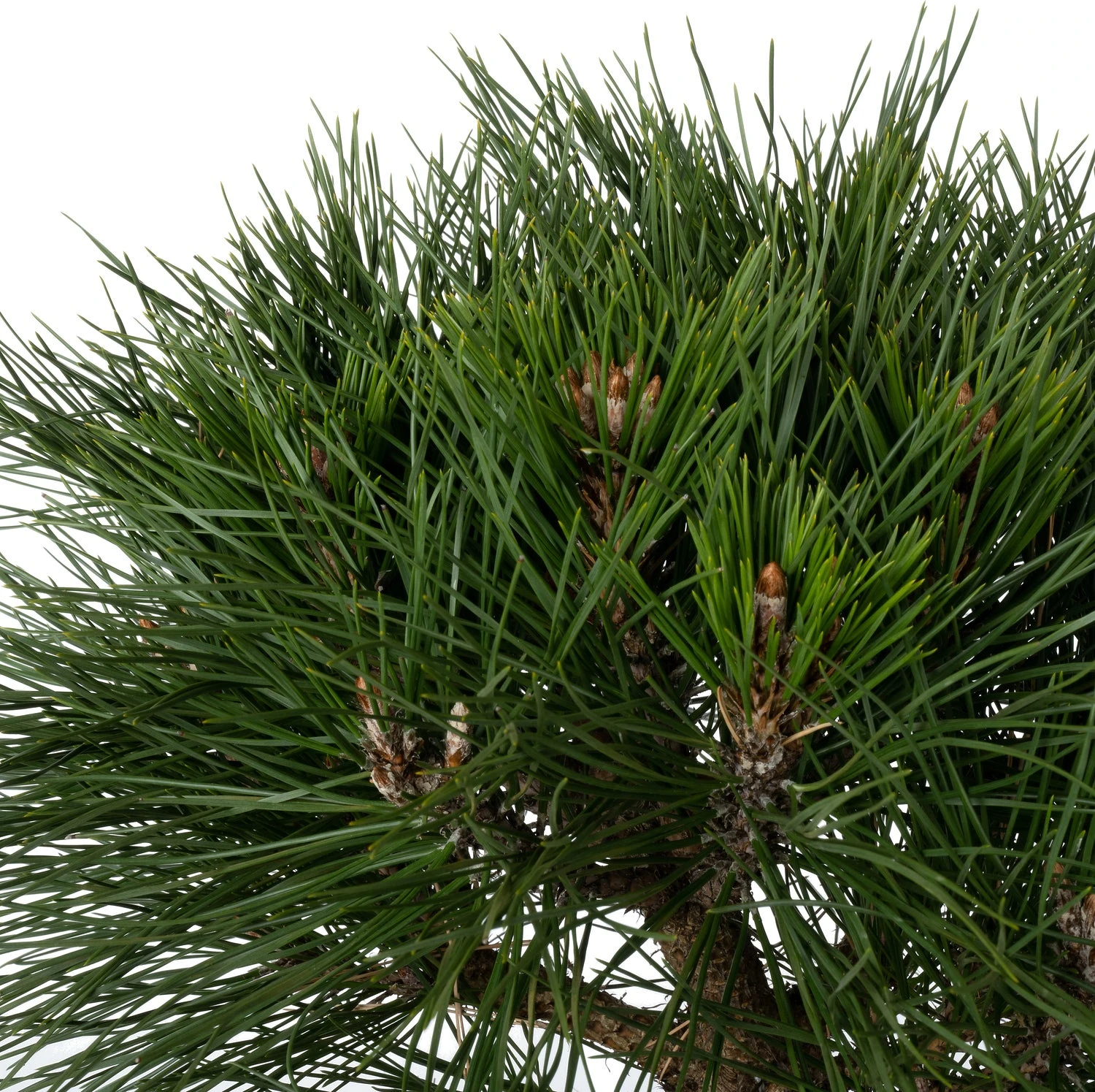 Zwarte Den (Pinus Nigra 'Brepo') D 26 H 25 Cm 4 Zwarte Den (Pinus Nigra 'Brepo') D 26 H 25 Cm - Afbeelding 2