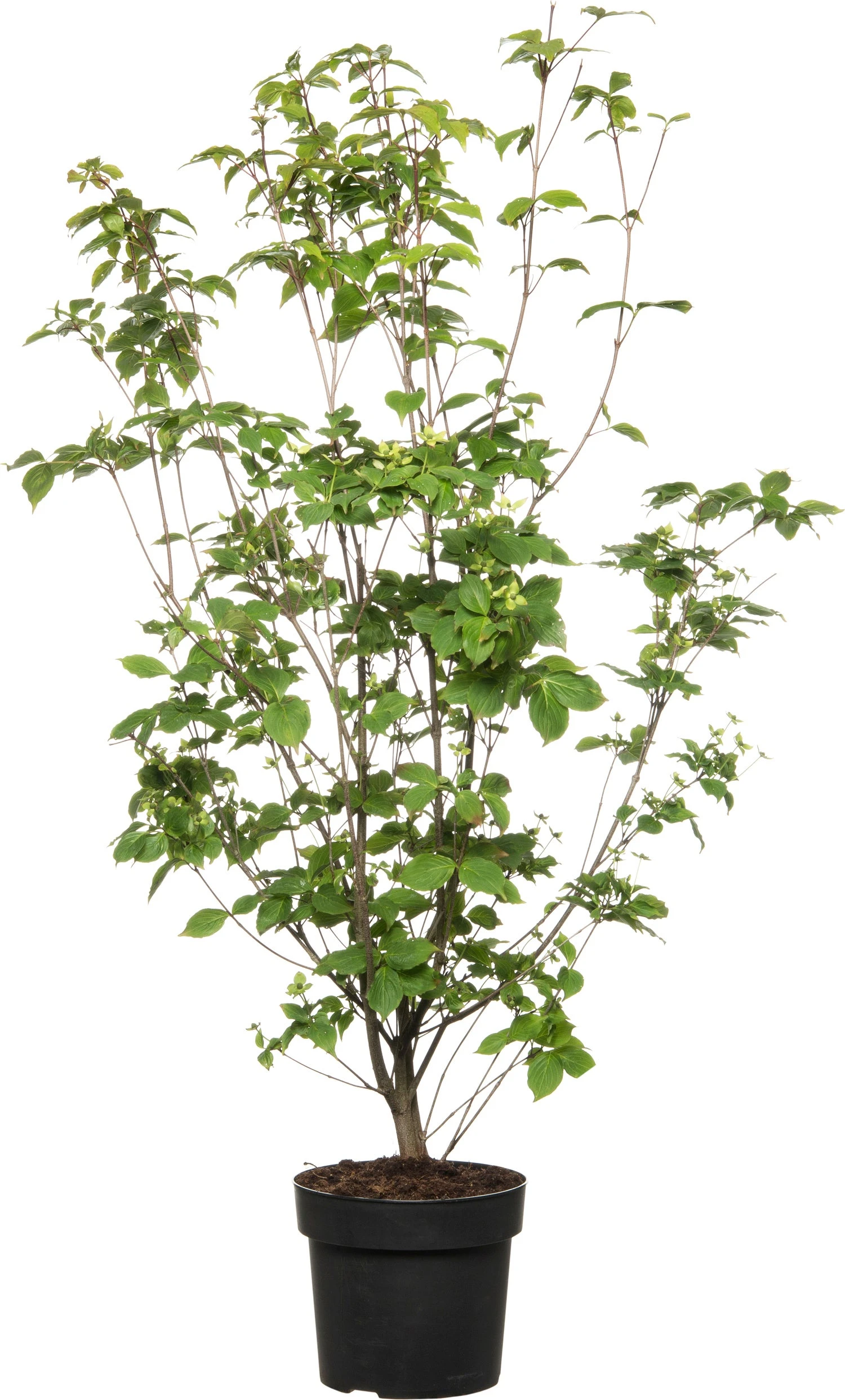 Japanse Kornoelje (Cornus Kousa 'Wieting's Select') D 24 H 80 Cm 3 Japanse Kornoelje (Cornus Kousa 'Wieting's Select') D 24 H 80 Cm