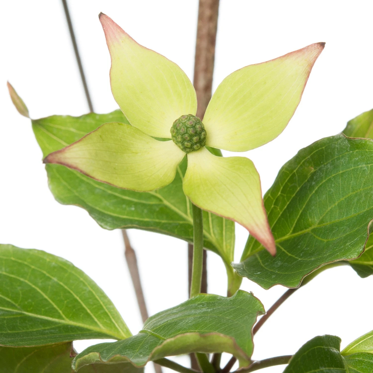 Japanse Kornoelje (Cornus Kousa 'Wieting's Select') D 24 H 80 Cm 4 Japanse Kornoelje (Cornus Kousa 'Wieting's Select') D 24 H 80 Cm - Afbeelding 2