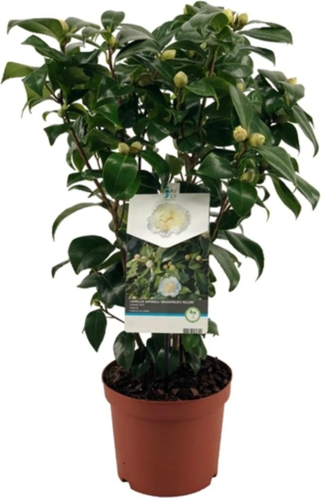 Japanse Roos (Camellia Japonica 'Brushfield's Yellow') D 19 H 55 Cm 3 Japanse Roos (Camellia Japonica 'Brushfield's Yellow') D 19 H 55 Cm